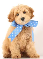 Petit ENG RESERVE, a male English Goldendoodle for sale in Crystal, MI – Photo 7 of 7