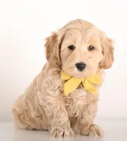 Petit ENG RESERVE, a male English Goldendoodle for sale in Crystal, MI – Photo 5 of 7