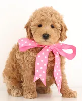 Petit ENG RESERVE, a male English Goldendoodle for sale in Crystal, MI – Photo 3 of 7