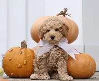 Petit ENG RESERVE, a male English Goldendoodle for sale in Crystal, MI – Photo 2 of 7