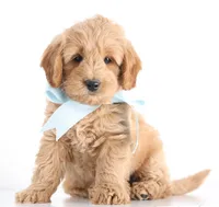 Petit ENG RESERVE, a male English Goldendoodle for sale in Crystal, MI – Photo 6 of 7