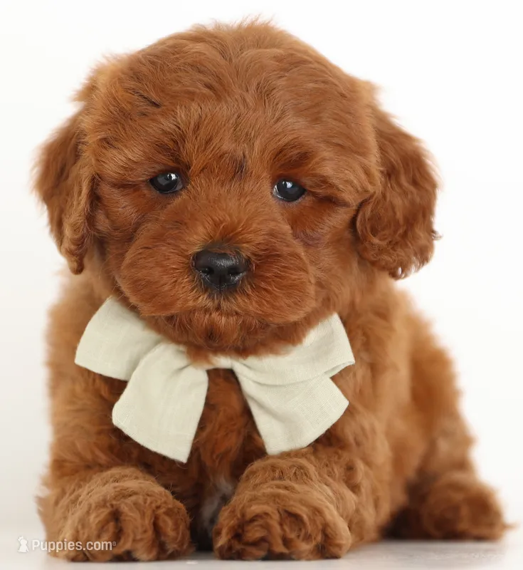 PETIT/TINY RED TEDDY BEARS – Goldendoodle puppy for sale in Crystal, MI