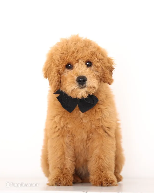 PETIT ENG TEDDY TINY F1B GIRL – English Goldendoodle puppy for sale in Crystal, MI
