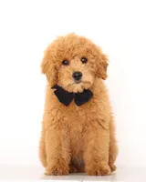 PETIT ENG TEDDY TINY F!B GIRL, a female English Goldendoodle for sale in Crystal, MI – 4 of 4