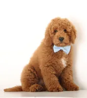 F1B MINI ENG, a male Miniature Goldendoodle for sale in Crystal, MI – 1 of 3