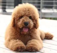 F1B MINI ENG, a  English Goldendoodle for sale in Crystal, MI – 8 of 10