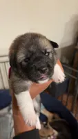Pink tag, a female Great Pyrenees and Siberian Husky for sale in Hampton, VA – 2 of 8