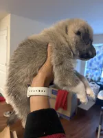 Grey tag, a male Great Pyrenees and Siberian Husky for sale in Hampton, VA – 8 of 8