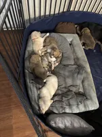 Grey tag, a male Great Pyrenees and Siberian Husky for sale in Hampton, VA – 6 of 8