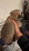 Yellow tag, a male Great Pyrenees and Siberian Husky for sale in Hampton, VA – 5 of 5