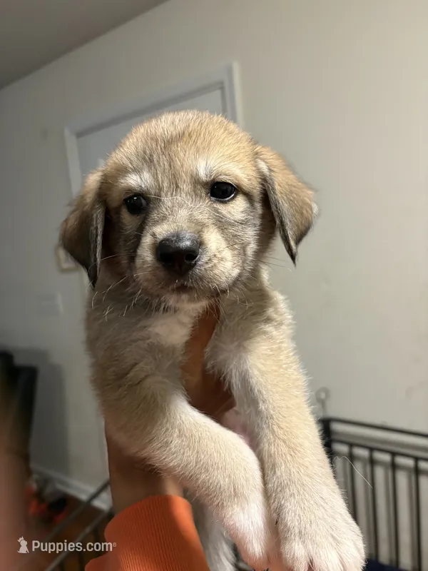 Yellow tag – Great Pyrenees, Siberian Husky puppy for sale in Hampton, VA