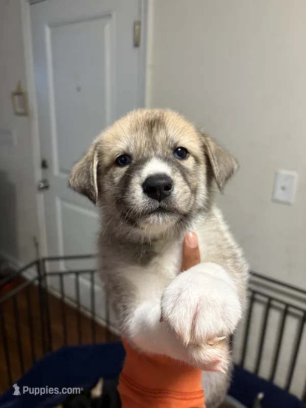 Green tag – Great Pyrenees, Siberian Husky puppy for sale in Hampton, VA