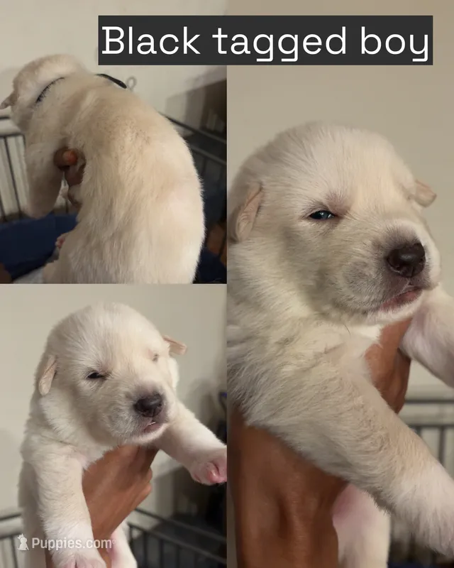 Black tag – Great Pyrenees, Siberian Husky puppy for sale in Hampton, VA