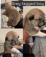 Grey tag, a male Great Pyrenees and Siberian Husky for sale in Hampton, VA – 1 of 8