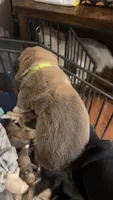 Green tag, a male Great Pyrenees and Siberian Husky for sale in Hampton, VA – 4 of 4