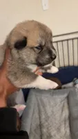 Grey tag, a male Great Pyrenees and Siberian Husky for sale in Hampton, VA – 4 of 8