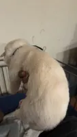 Black tag, a male Great Pyrenees and Siberian Husky for sale in Hampton, VA – 7 of 7
