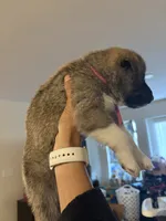 Pink tag, a female Great Pyrenees and Siberian Husky for sale in Hampton, VA – 7 of 8