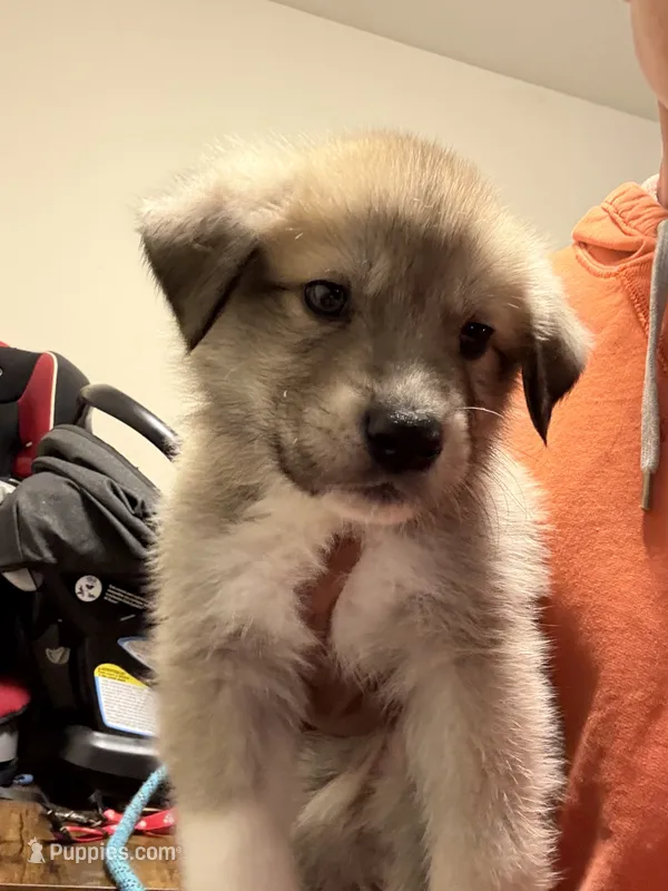 Grey tag – Great Pyrenees, Siberian Husky puppy for sale in Hampton, VA
