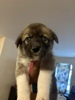 Pink tag, a female Great Pyrenees and Siberian Husky for sale in Hampton, VA – 6 of 8