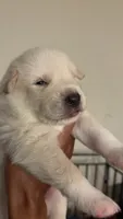 Black tag, a male Great Pyrenees and Siberian Husky for sale in Hampton, VA – 5 of 7