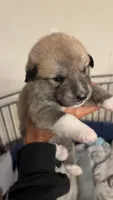 Grey tag, a male Great Pyrenees and Siberian Husky for sale in Hampton, VA – 2 of 8
