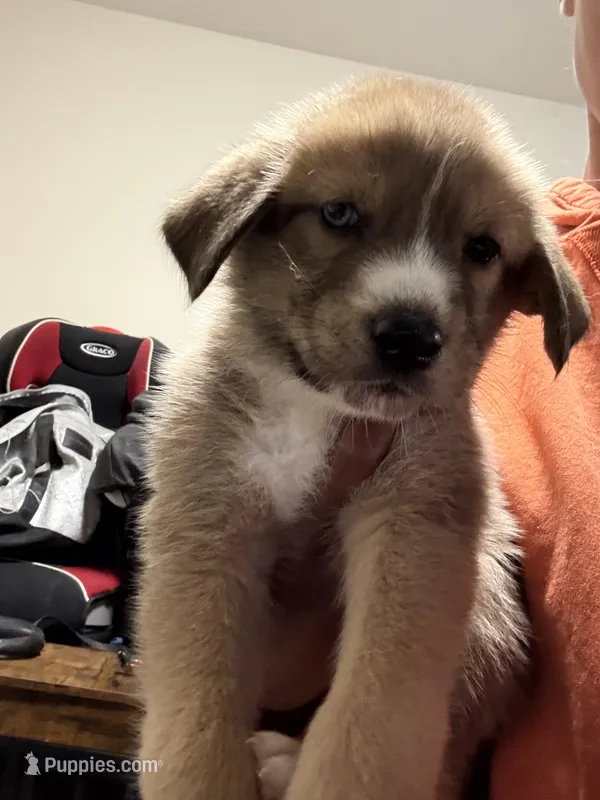 Blue tag – Great Pyrenees, Siberian Husky puppy for sale in Hampton, VA