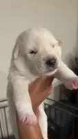 Black tag, a male Great Pyrenees and Siberian Husky for sale in Hampton, VA – 6 of 7