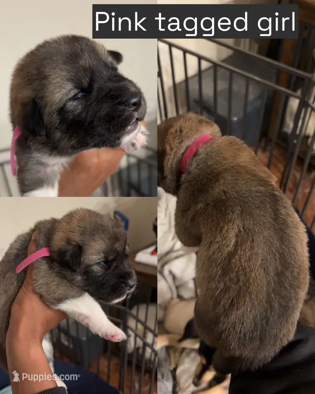 Pink tag – Great Pyrenees, Siberian Husky puppy for sale in Hampton, VA