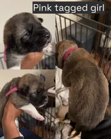 Pink tag, a female Great Pyrenees and Siberian Husky for sale in Hampton, VA – 1 of 8