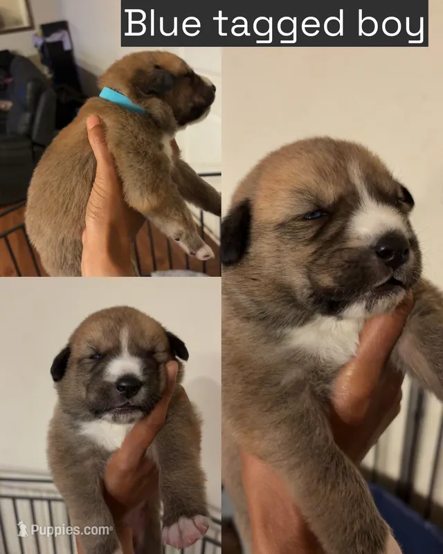 Blue tag – Great Pyrenees, Siberian Husky puppy for sale in Hampton, VA