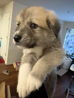 Grey tag, a male Great Pyrenees and Siberian Husky for sale in Hampton, VA – 7 of 8