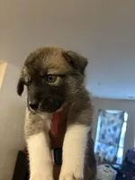 Pink tag, a female Great Pyrenees and Siberian Husky for sale in Hampton, VA – 8 of 8