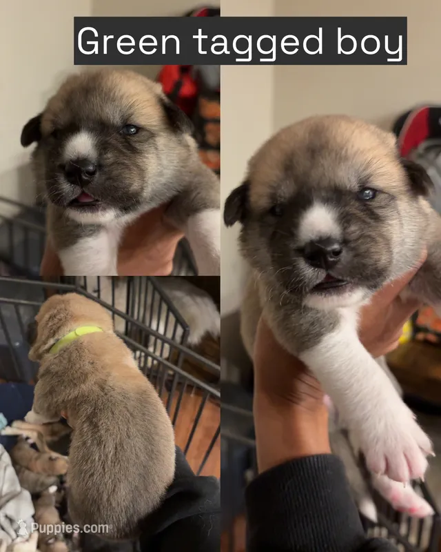 Green tag – Great Pyrenees, Siberian Husky puppy for sale in Hampton, VA