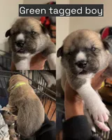 Green tag, a male Great Pyrenees and Siberian Husky for sale in Hampton, VA – 1 of 4