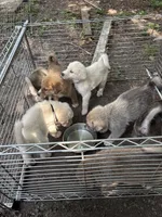 Black tag, a male Great Pyrenees and Siberian Husky for sale in Hampton, VA – 3 of 7