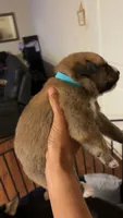 Blue tag, a male Great Pyrenees and Siberian Husky for sale in Hampton, VA – 4 of 4