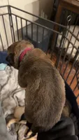 Pink tag, a female Great Pyrenees and Siberian Husky for sale in Hampton, VA – 3 of 8