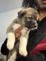 Pink tag, a female Great Pyrenees and Siberian Husky for sale in Hampton, VA – 5 of 8