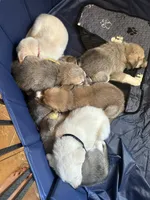 Black tag, a male Great Pyrenees and Siberian Husky for sale in Hampton, VA – 4 of 7
