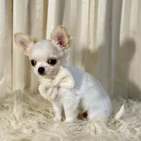 processed/cfe352ec-537f-4cba-bf78-b8d12b379684/listing/c1f738e4-617a-4a49-9b89-da18688c3c59/26da000b-a255-464a-808e-0322b9d5555b