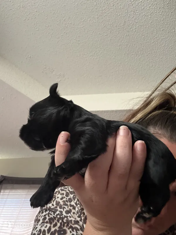 KB black girl Yorkie – Yorkshire Terrier puppy for sale in Clarksville, TN