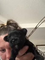 KB black girl Yorkie, a female Yorkshire Terrier for sale in Clarksville, TN – 3 of 4