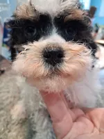 Cooter, a male Poodle - Toy  for sale in Haleyville, AL – 4 of 4