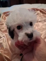 Scooter, a male Poodle - Toy  for sale in Haleyville, AL – 3 of 6