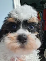 Cooter, a male Poodle - Toy  for sale in Haleyville, AL – 1 of 4