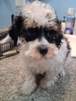 Cooter, a male Poodle - Toy  for sale in Haleyville, AL – 3 of 4