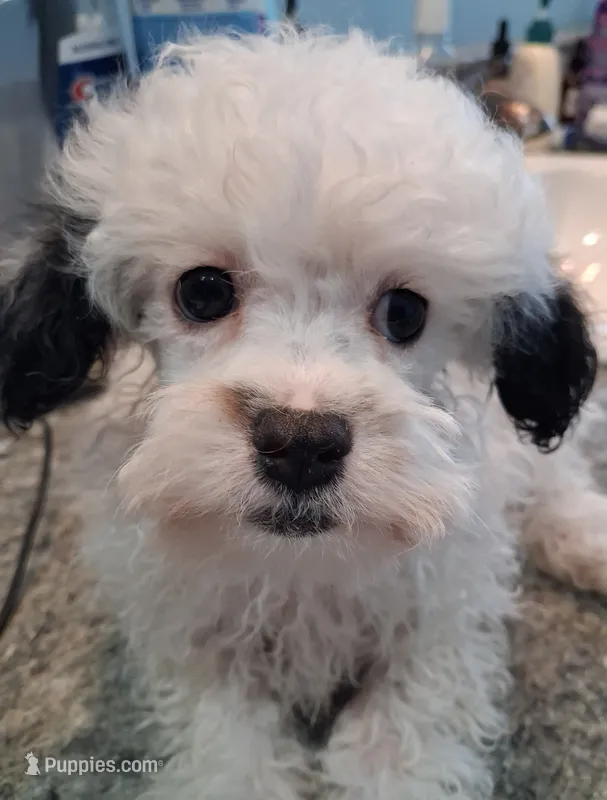 Scooter – Poodle - Toy  puppy for sale in Haleyville, AL