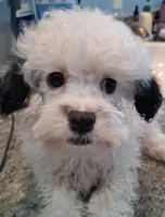 Scooter, a male Poodle - Toy  for sale in Haleyville, AL – 1 of 6