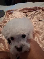 Scooter, a male Poodle - Toy  for sale in Haleyville, AL – 6 of 6